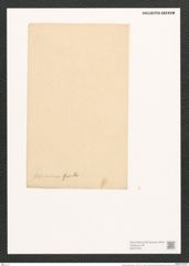 Surirella palmeriana Grev. (de-Toni-Nr.: Genus 53, Species 2255) Zeichnungen Sammlung Grunow (NHMW-BOT-W0372761)